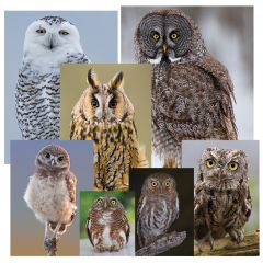 Eureka Math Owl Posters, set of 7